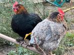 Marans blauwzilverhals - koperhals ras-kleur zuiver kuikens, Dieren en Toebehoren, Pluimvee, Geslacht onbekend, Kip