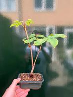 Kastanje Bonsai, Ophalen, Minder dan 100 cm, Overige soorten, Zomer