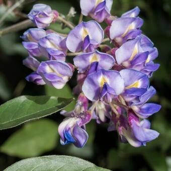 Blauwe regen Wisteria macrostachya 'Blue Moon' jonge plant beschikbaar voor biedingen
