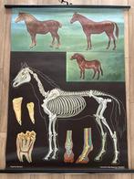 Paard (Jung en Koch), Antiek en Kunst, Ophalen of Verzenden, Natuur en Biologie