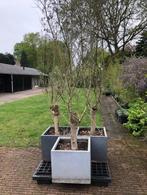 Olijf boom , 3 stuks . staan in een kuip ( zonder bodem ) .t, 100 tot 250 cm, Olijfboom, Zomer, Ophalen