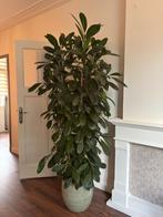 Ficus elastica incl. Pot (200+ cm hoog!), Ophalen, Ficus, 200 cm of meer, Halfschaduw