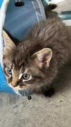 Maine Coon kittens klaar voor vertrek, Dieren en Toebehoren, 0 tot 2 jaar, Kater, Ingeënt