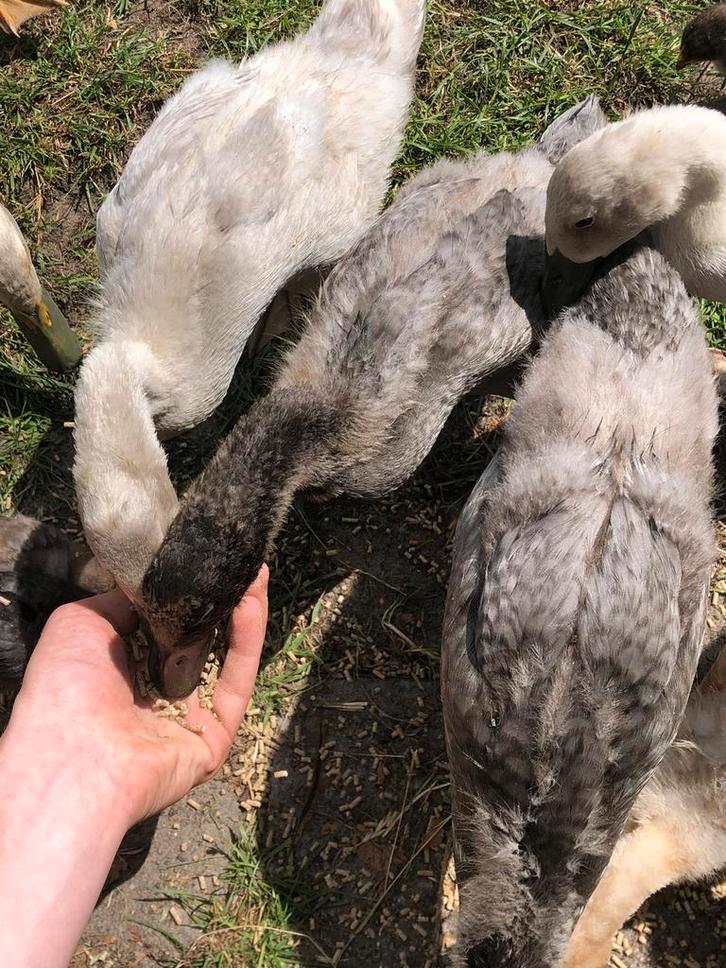 1 prachtig biologisch gehouden mannetjes eend 2025, Dieren en Toebehoren, Pluimvee, Eend, Mannelijk