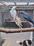 Kweek koppel halsbandparkieten, Dieren en Toebehoren, Vogels | Parkieten en Papegaaien, Meerdere dieren, Parkiet