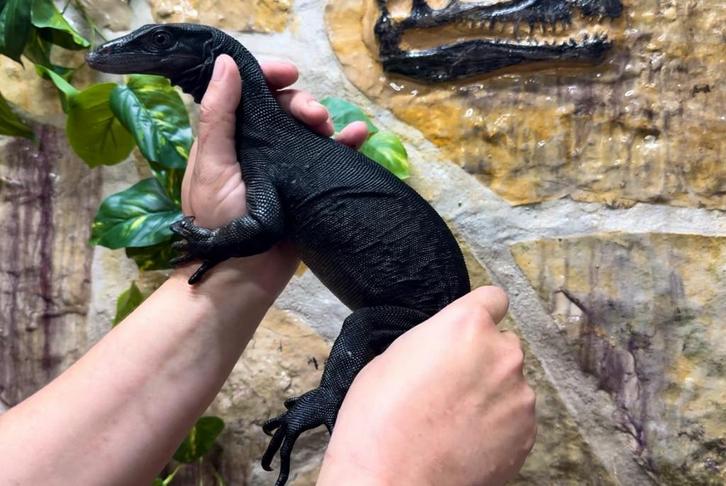 Nakweek 24 en 25 Black dragon - Varanus salvator