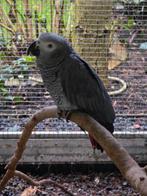 Natuurbroed grijze roodstaart 2024, Mannelijk, Papegaai