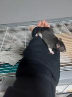 Lieve rittens, Dieren en Toebehoren, Knaagdieren, Rat, November, Meerdere dieren, Tam