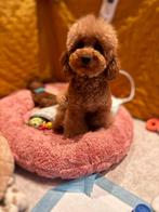 Rode Toypoedel pups ouders met stamboom, Dieren en Toebehoren, Poedel, Parvo, 8 tot 15 weken, Meerdere