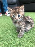 Bijzonder mooi en heel lief kittens te koop, Dieren en Toebehoren, Katten en Kittens | Raskatten | Korthaar, Meerdere dieren, Ontwormd