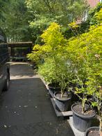 Acer palmatum, japanse esdoorn, Tuin en Terras, Planten | Struiken en Hagen, Ophalen of Verzenden, Esdoorn