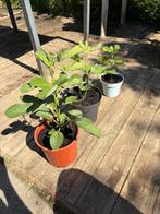Vaste planten te koop (afri lelie, vijg, vetplanten etc), Tuin en Terras, Planten | Tuinplanten, Ophalen of Verzenden, Zomer, Vaste plant