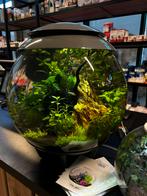 Biorb Halo 30, 60, Dieren en Toebehoren, Ophalen, Nieuw, Gevuld zoetwateraquarium
