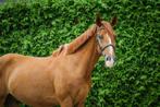 Super lieve en leuke recreatie en sport ponys koop of lease, Dieren en Toebehoren, Pony's, Gechipt, B, 3 tot 6 jaar, Recreatiepony