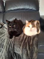 Twee katten opzoek naar een nieuw huisje, Dieren en Toebehoren, Katten en Kittens | Overige Katten, Kater, Kortharig, 6 jaar of ouder
