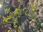 appelboom, Tuin en Terras, Planten | Bomen, Overige soorten, Lente, 100 tot 250 cm, Ophalen