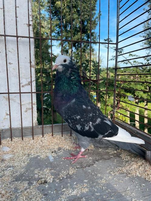 Thuringer kropper doffer, Dieren en Toebehoren, Vogels | Duiven, Mannelijk