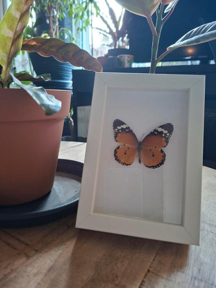 Taxidermie Monarchvlinder in Lijst - 17x11 cm, Huis en Inrichting, Woonaccessoires | Lijsten, Nieuw, Minder dan 50 cm, Minder dan 50 cm