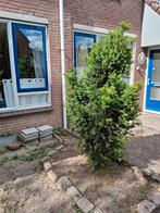 Leuk boompje gratis, Ophalen, Halfschaduw, Overige soorten