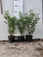 actie mooie portugese laurier lusitanica ‘Angustifolia, Tuin en Terras, Planten | Struiken en Hagen, Ophalen, Laurier, Haag, 100 tot 250 cm
