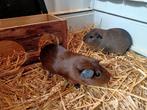 2 cavia dames zeugjes, Dieren en Toebehoren, Knaagdieren, Mei, Vrouwelijk, Cavia
