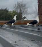 Duiven, Dieren en Toebehoren, Vogels | Duiven, Meerdere dieren, Overige soorten