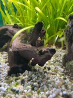 Helena slakken, Dieren en Toebehoren, Vissen | Aquariumvissen, Slak of Weekdier, Zoetwatervis