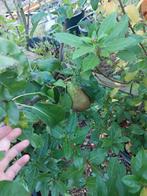 Conference perenboom, Tuin en Terras, Planten | Fruitbomen, Ophalen, Minder dan 100 cm, Volle zon, Perenboom