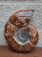Ammoniet no 6, Verzamelen, Mineralen en Fossielen, Verzenden, Mineraal