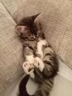 Katten, Dieren en Toebehoren, Katten en Kittens | Raskatten | Langhaar, Kater