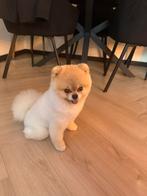 Lieve Pomeriaan, Dieren en Toebehoren, Reu, Eén hond, 3 tot 5 jaar, Nederland