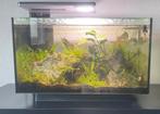 Spuerfish Quadro 40 aquarium met Beta vis., Ophalen, Zo goed als nieuw, Gevuld zoetwateraquarium