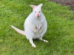 koppel witte wallaby s kleine kangeroe kangaroe wallabys, Dieren en Toebehoren, Overige Dieren, Meerdere dieren, Voor 1 juli 2024