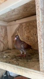 Post duiven 10 euro, Dieren en Toebehoren, Vogels | Duiven, Postduif
