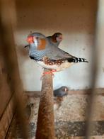 Zebravinken, Meerdere dieren, Overige soorten
