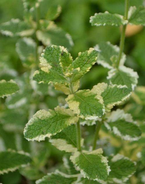 Ananasmunt, Tuin en Terras, Planten | Tuinplanten, Vaste plant, Kruiden, Halfschaduw, Zomer, Ophalen