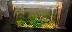 *Te Koop* Aquarium met (allerlei) Garnalen, Ophalen, Zo goed als nieuw, Gevuld zoetwateraquarium