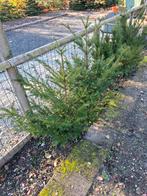 Te koop., Ophalen, Overige soorten