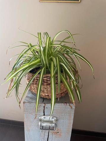 Kamerplant gras in mand beschikbaar voor biedingen