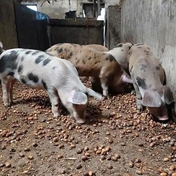 Biggen te koop 50% husumer 25% Piétrain 25%bentheimer  beschikbaar voor biedingen