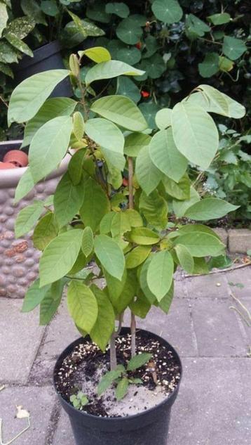 Annona cherimola - Cherimoya zaden beschikbaar voor biedingen