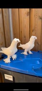Takla duiven, Meerdere dieren, Postduif