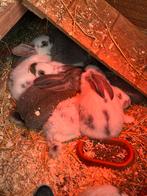 Jonge Vlaamse reus/ Lotharinger rammen, Dieren en Toebehoren, Konijnen, Mannelijk, Groot