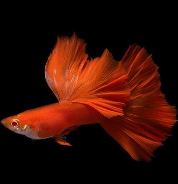 Albino Full Red Guppy 100% Raszuiver Guppen beschikbaar voor biedingen