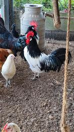 Lakenvelder haan, Dieren en Toebehoren