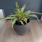 6 kamerplanten inclusief pot= €10,- totaalprijs!, Ophalen, Overige soorten, In pot, Minder dan 100 cm