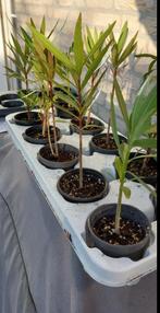 Jonge Oleander planten !, Tuin en Terras, Planten | Tuinplanten, Ophalen, Zomer, Vaste plant, Overige soorten