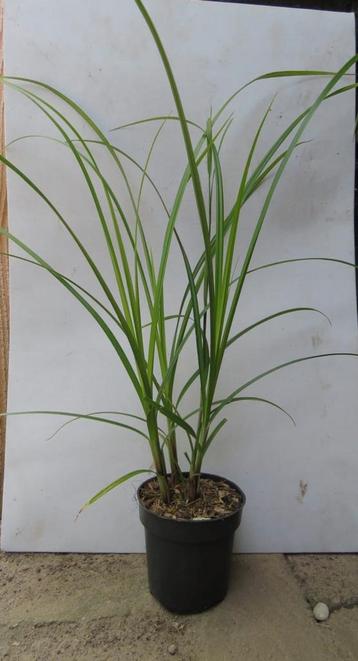 Carex Grayi, siergrassen. Vaste plant en bodembedekker  beschikbaar voor biedingen