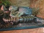 Blauwtongskink(v)Tiliqua Gigas + Terrarium, Dieren en Toebehoren, Reptielen en Amfibieën