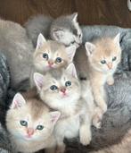 Brits korthaar kittens, Dieren en Toebehoren, Katten en Kittens | Raskatten | Korthaar, Meerdere dieren, Ontwormd, 0 tot 2 jaar
